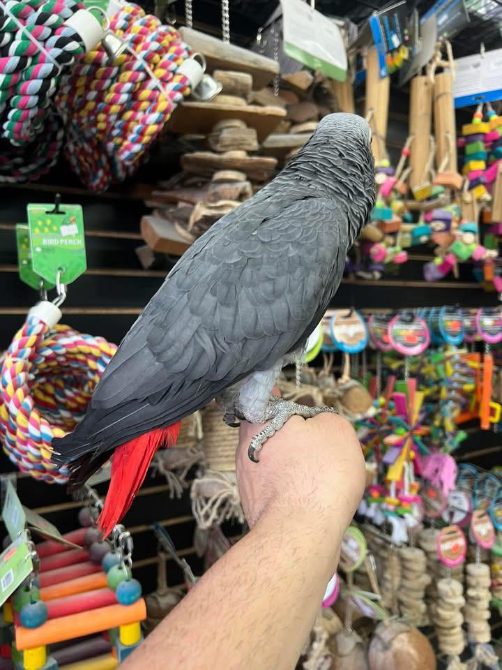 Tony - AFRICAN GREY PARROT - Image 6