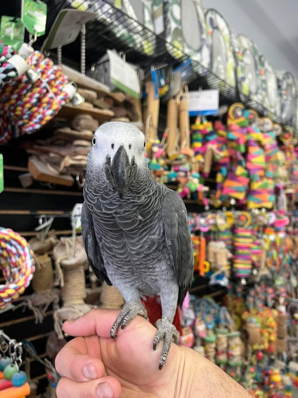 Tony - AFRICAN GREY PARROT - Image 2