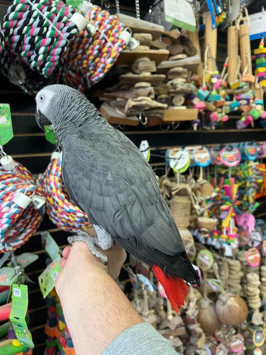 Tony - AFRICAN GREY PARROT - Image 3