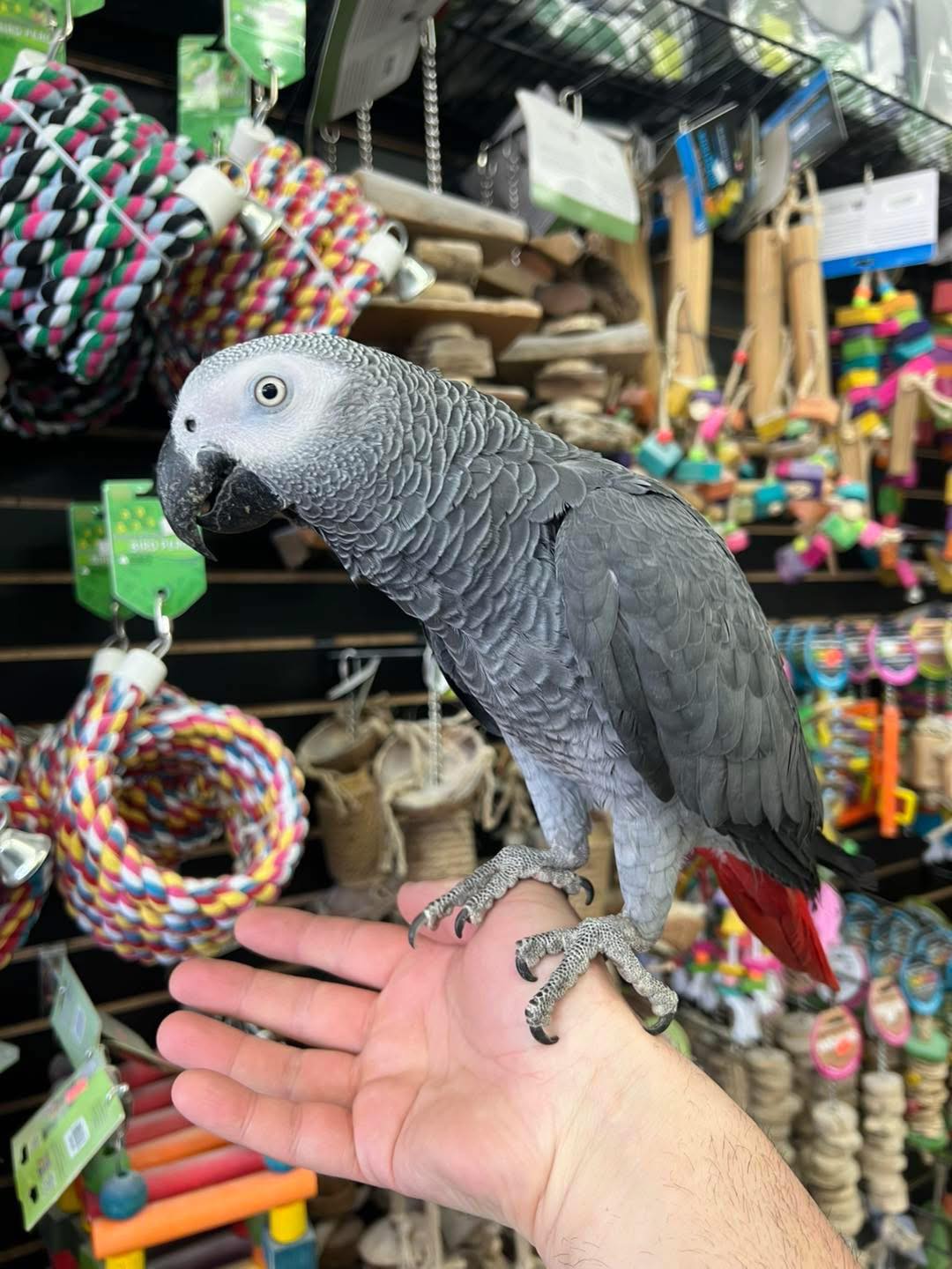 Tony - AFRICAN GREY PARROT - Image 4