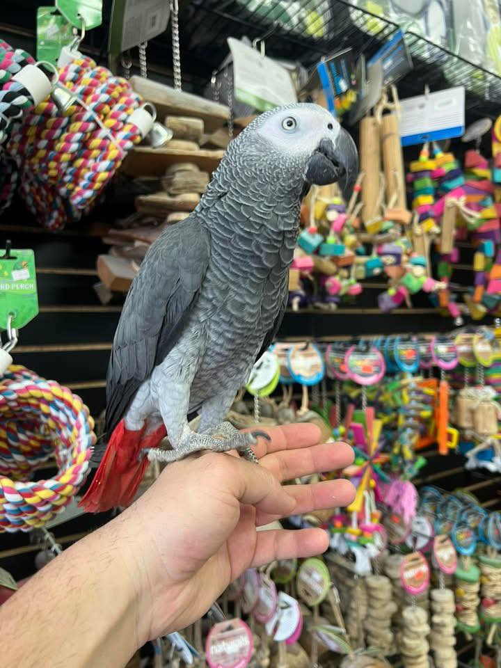 Tony - AFRICAN GREY PARROT - Image 8