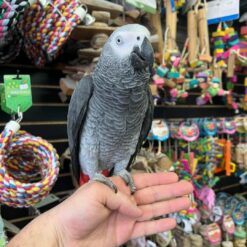 Tony - AFRICAN GREY PARROT