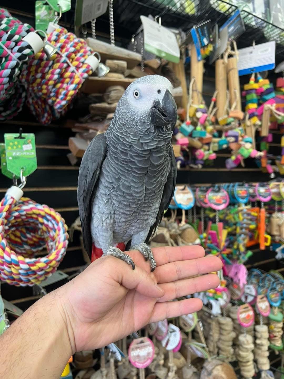 Tony - AFRICAN GREY PARROT