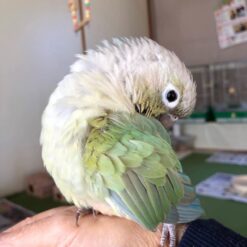 Emy - Baby Green Cheek Conure