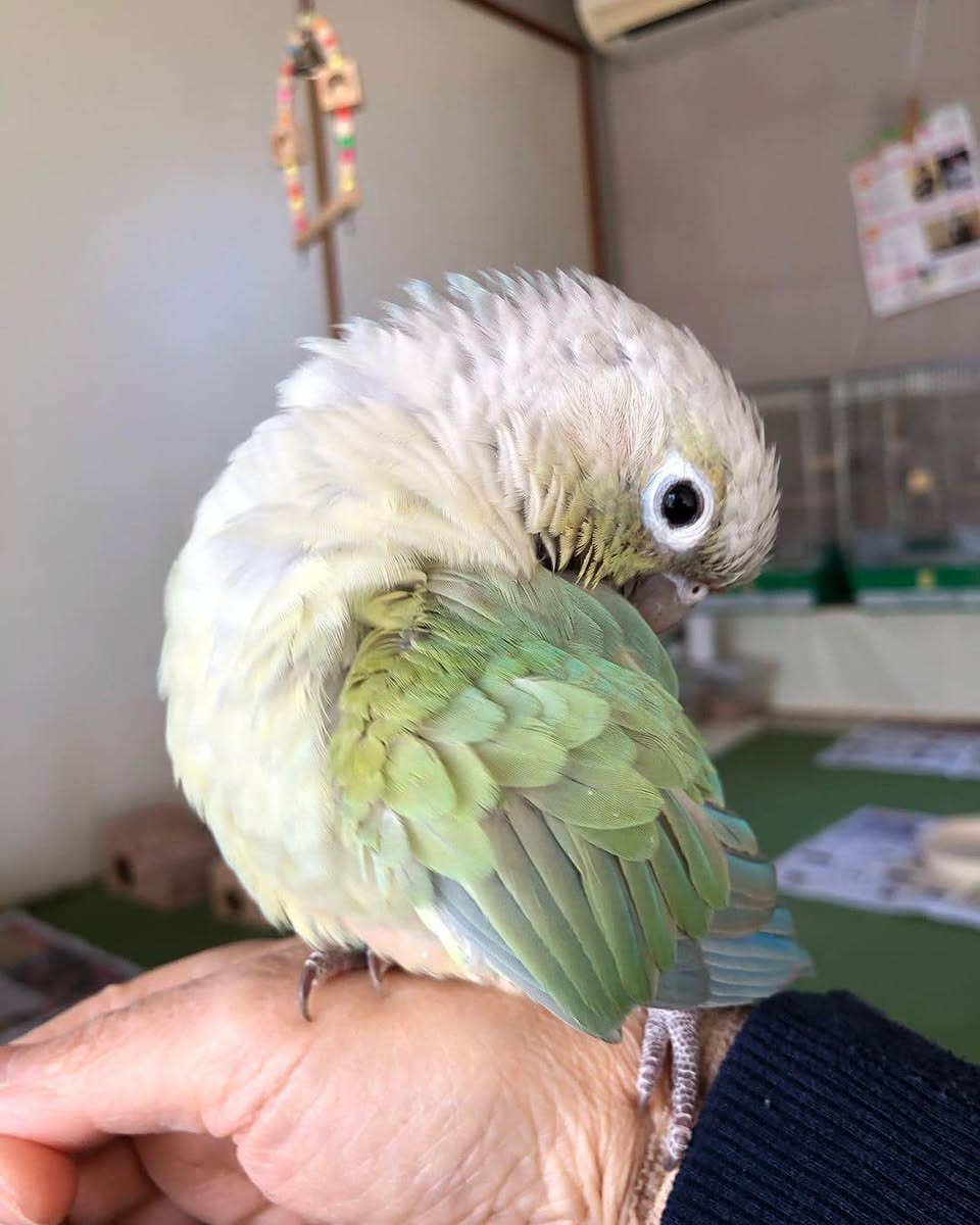 Emy - Baby Green Cheek Conure