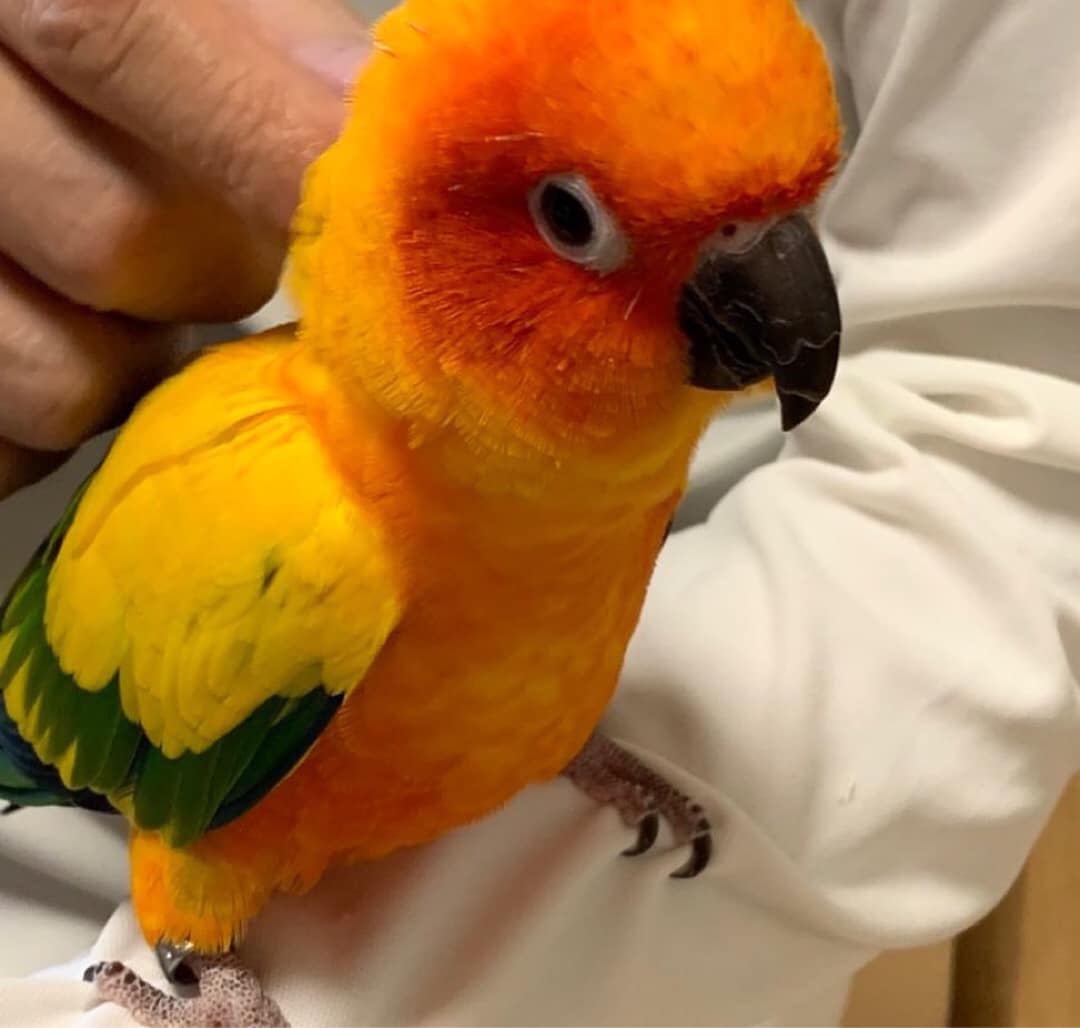 Mandy - baby Sun Conure