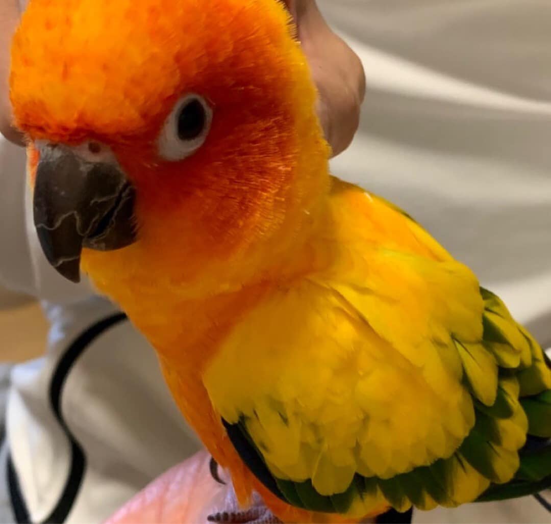 Mandy - baby Sun Conure - Image 4