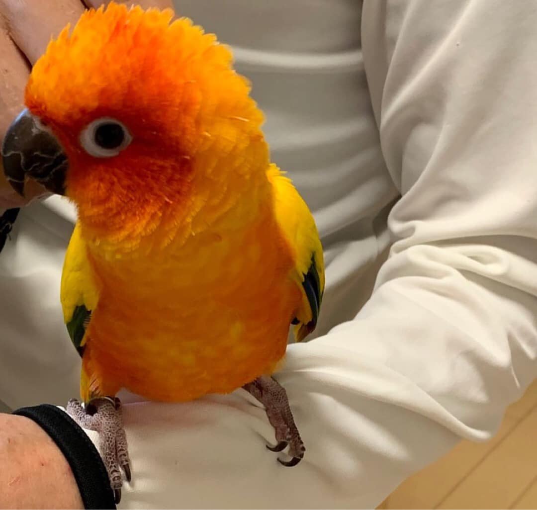 Mandy - baby Sun Conure - Image 3