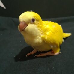 Angel - Baby Yellow Quaker Parrot